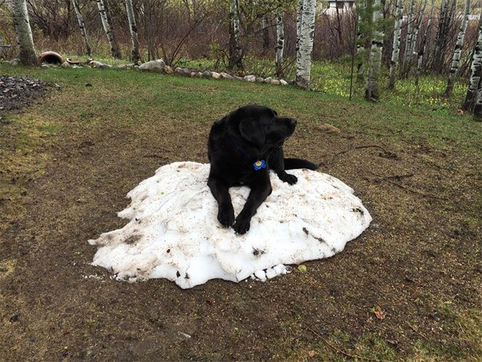 Собака, которая очень любит снег