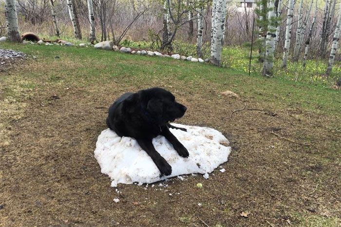 Собака, которая очень любит снег