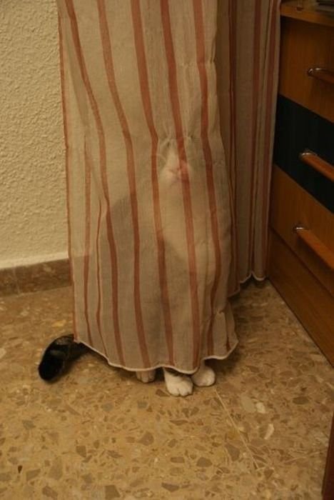 Коты, выглядывающие из своих укрытий