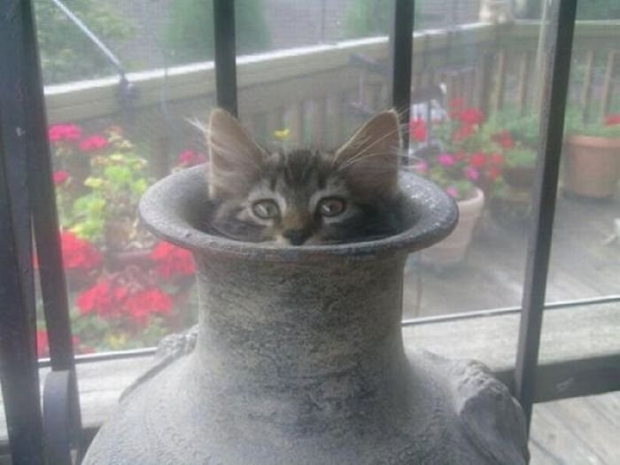 Коты, выглядывающие из своих укрытий