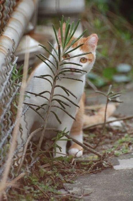 Коты, выглядывающие из своих укрытий