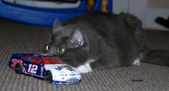 Коты, выглядывающие из своих укрытий