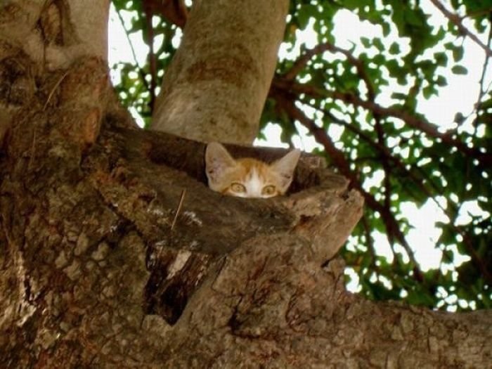 Коты, выглядывающие из своих укрытий