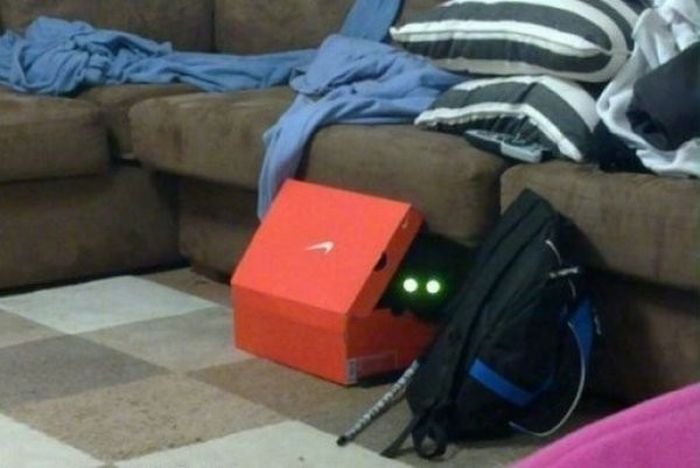 Коты, выглядывающие из своих укрытий