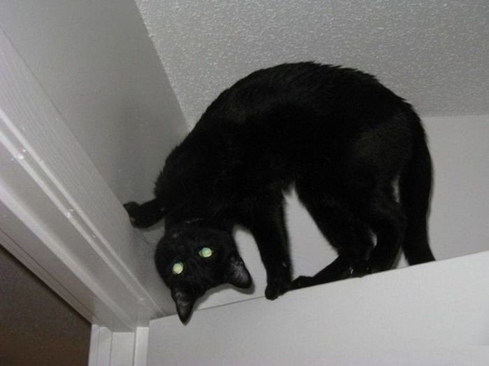 Коты, выглядывающие из своих укрытий