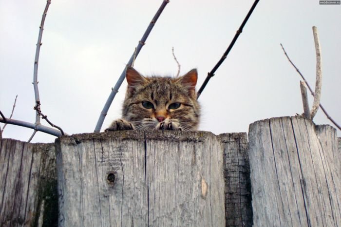 Коты, выглядывающие из своих укрытий