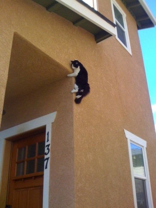 Коты, выглядывающие из своих укрытий