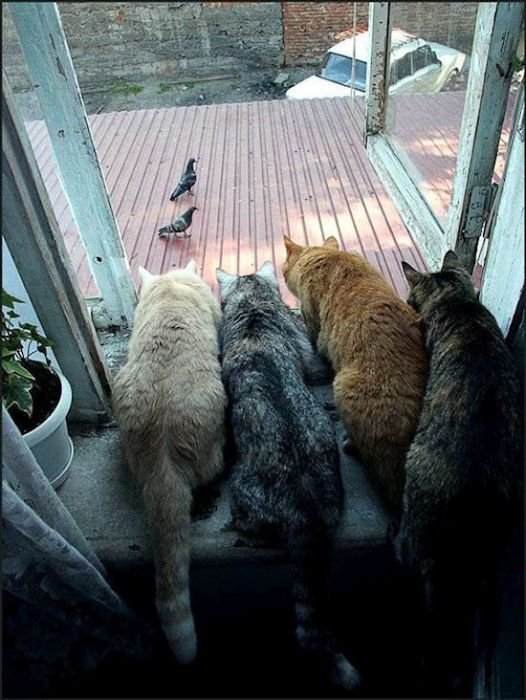 Коты, выглядывающие из своих укрытий