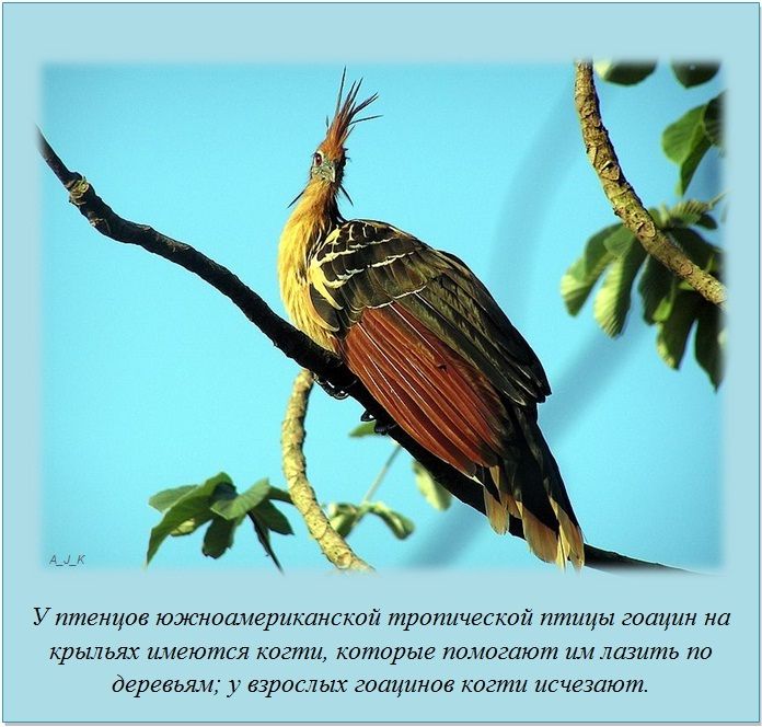Факты в картинках
