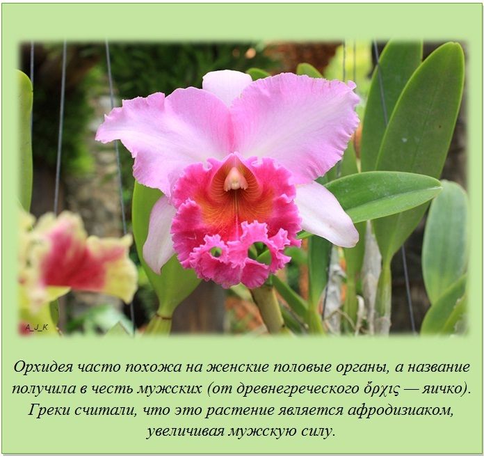 Факты в картинках