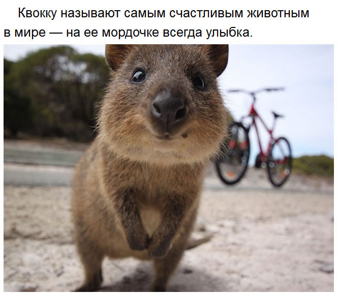 Милые факты