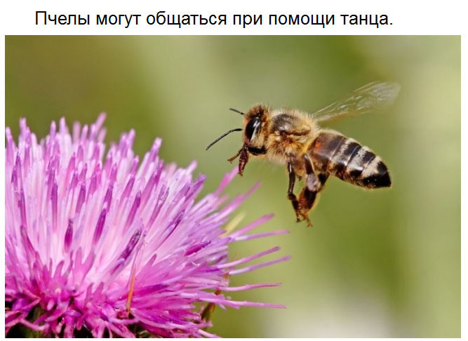 Милые факты