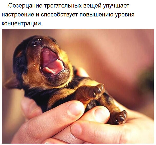 Милые факты