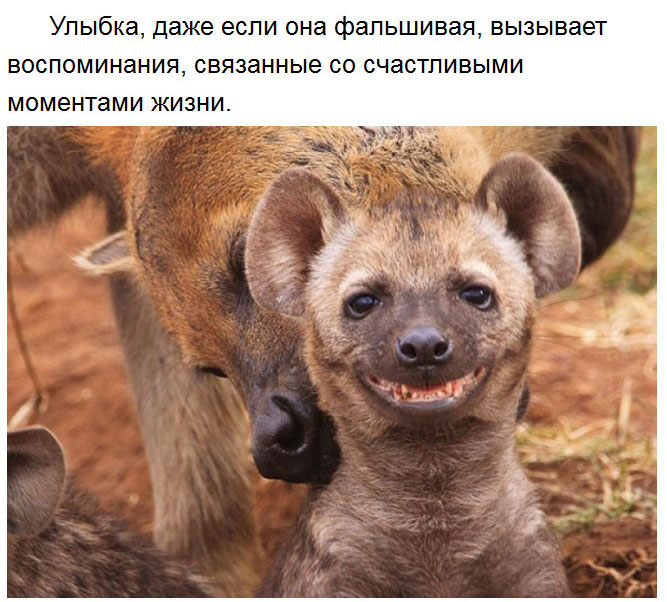 Милые факты