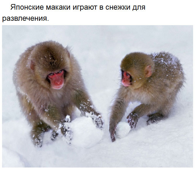Милые факты