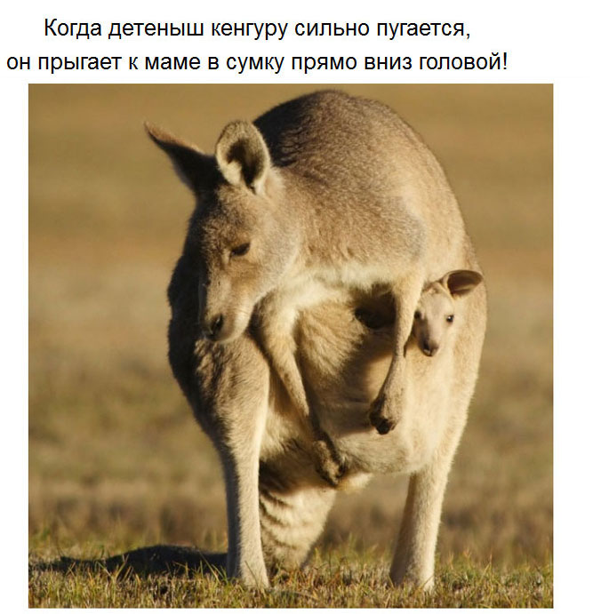 Милые факты