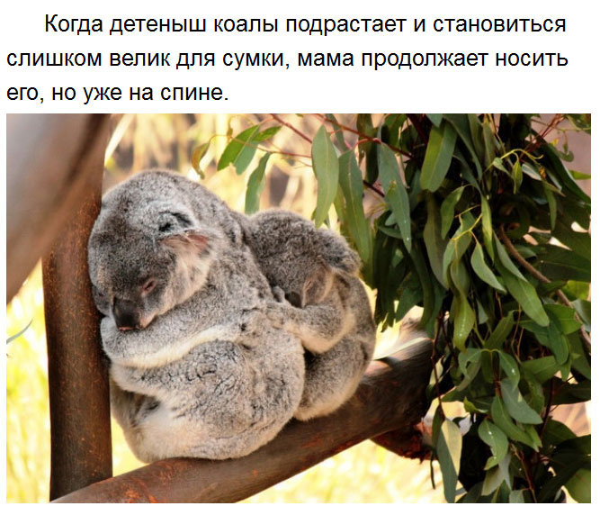 Милые факты