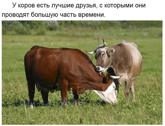Милые факты