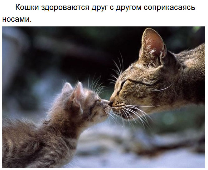 Милые факты