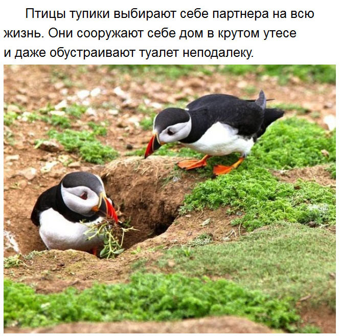 Милые факты