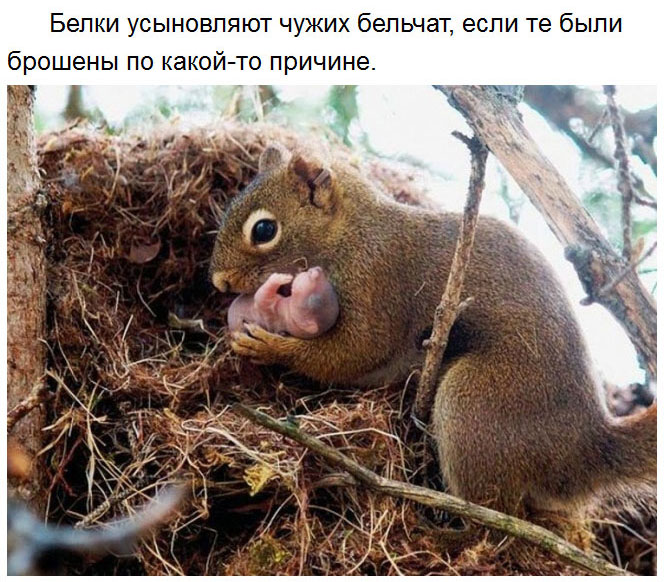 Милые факты