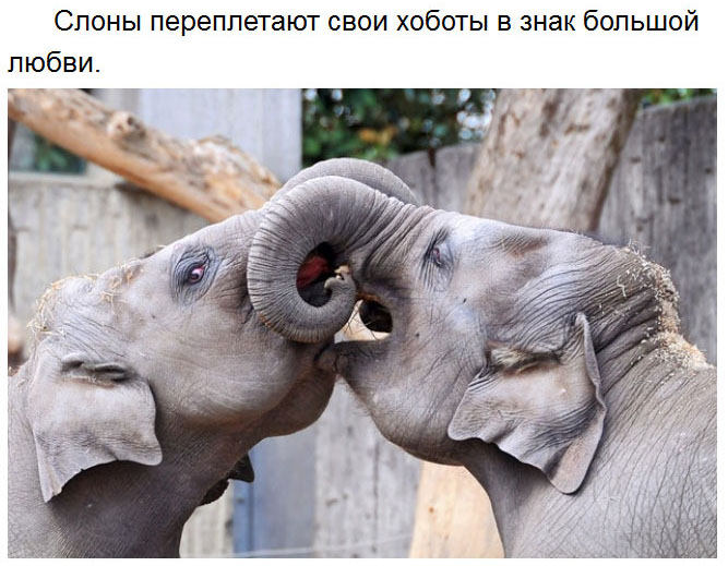 Милые факты
