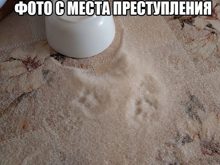 Порция картинок