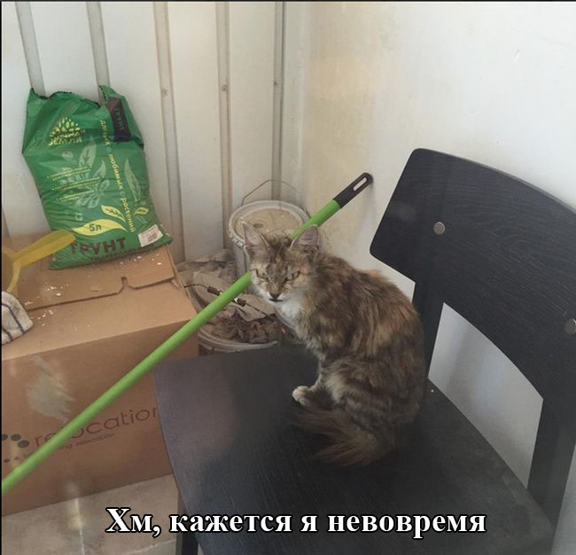 Порция картинок