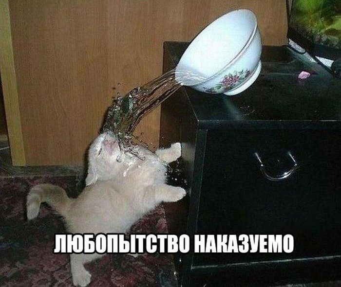 Порция картинок