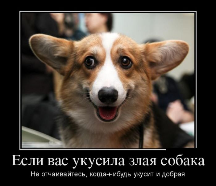 Демотиваторы