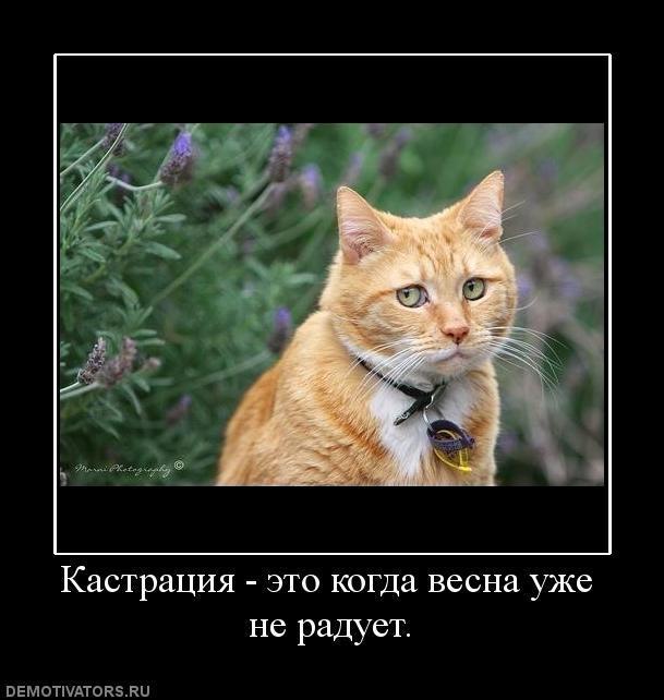 Демотиваторы (63 фото)
