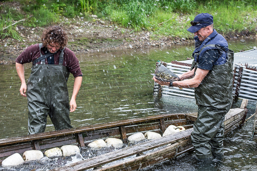 Производство лосося на Камчатке Производство лосося на Камчатке