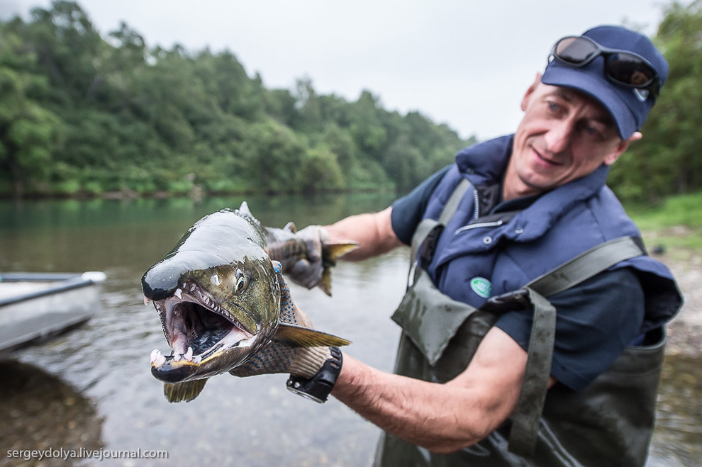 Производство лосося на Камчатке Производство лосося на Камчатке