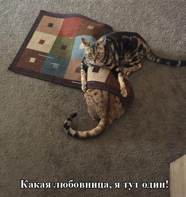 Порция картинок