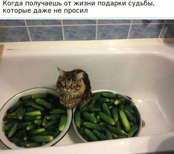 Порция картинок