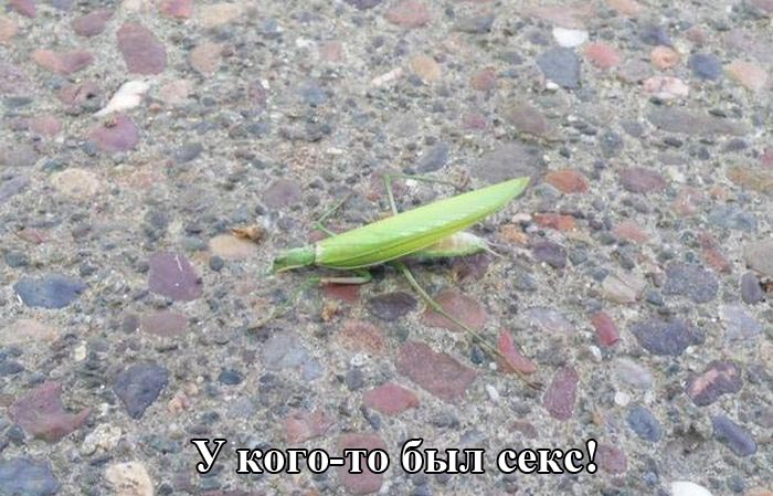 Порция картинок