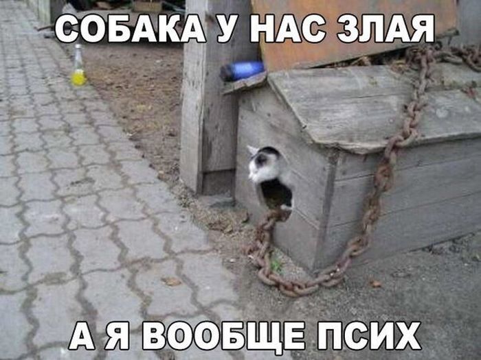 Порция картинок