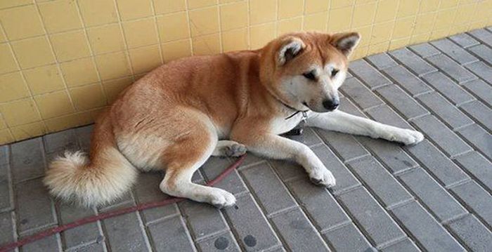 Собака 6 дней ждала хозяйку у дверей больницы