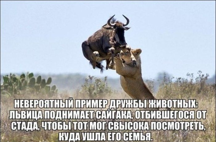 Народные маразмы