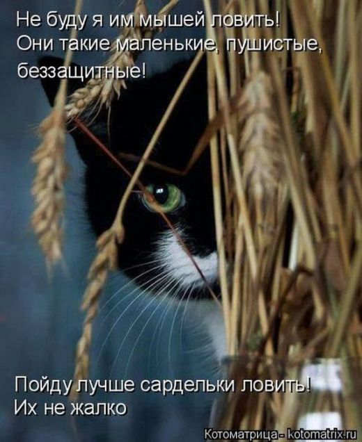 Лучшие котоматрицы недели