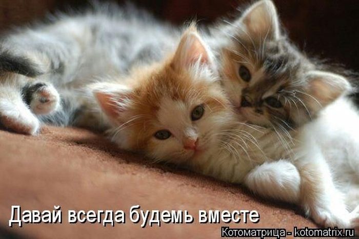 Лучшие котоматрицы недели