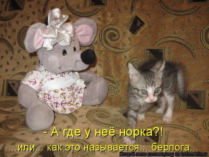 Лучшие котоматрицы недели