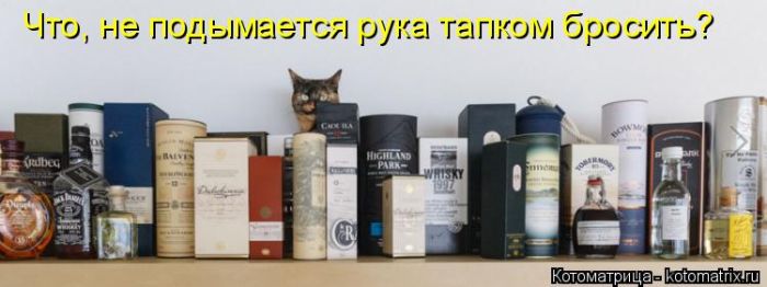 Лучшие котоматрицы недели