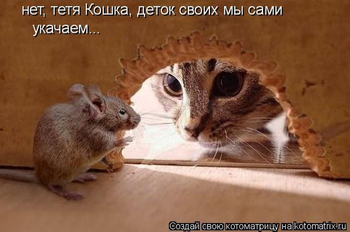 Лучшие котоматрицы недели