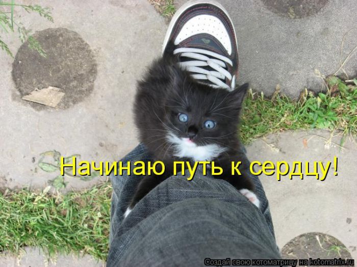 Лучшие котоматрицы недели