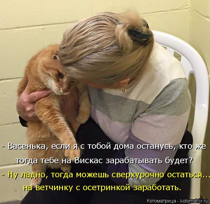 Лучшие котоматрицы недели