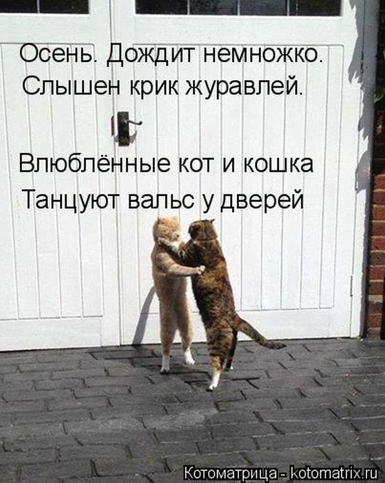 Лучшие котоматрицы недели