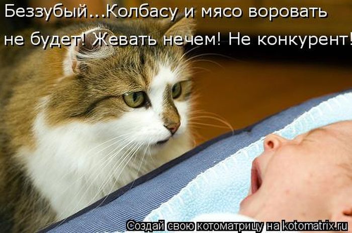 Лучшие котоматрицы недели