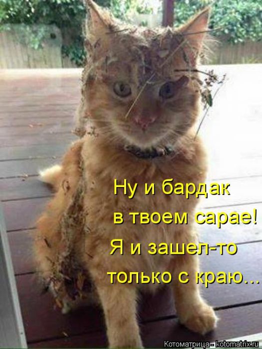 Лучшие котоматрицы недели
