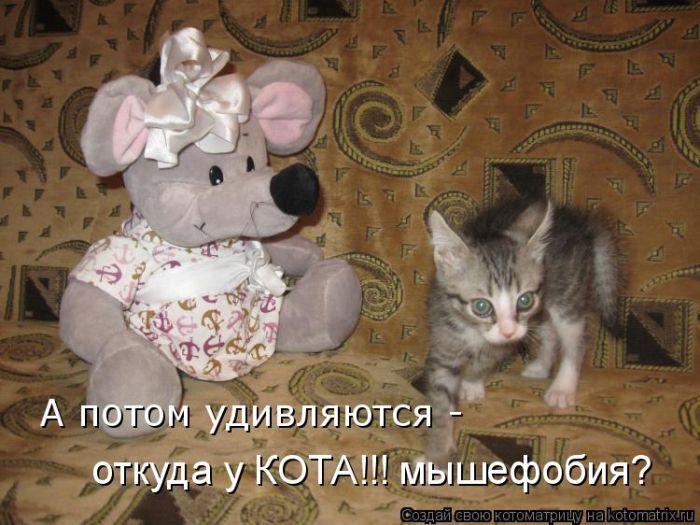 Лучшие котоматрицы недели